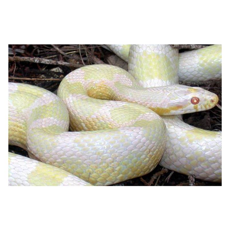 Sarpe Elaphe guttata greenspoted snow (Corn Snake) - imagine 3